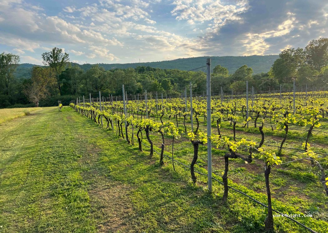 Purple Eye Estate - Camp & Winery — foto 5