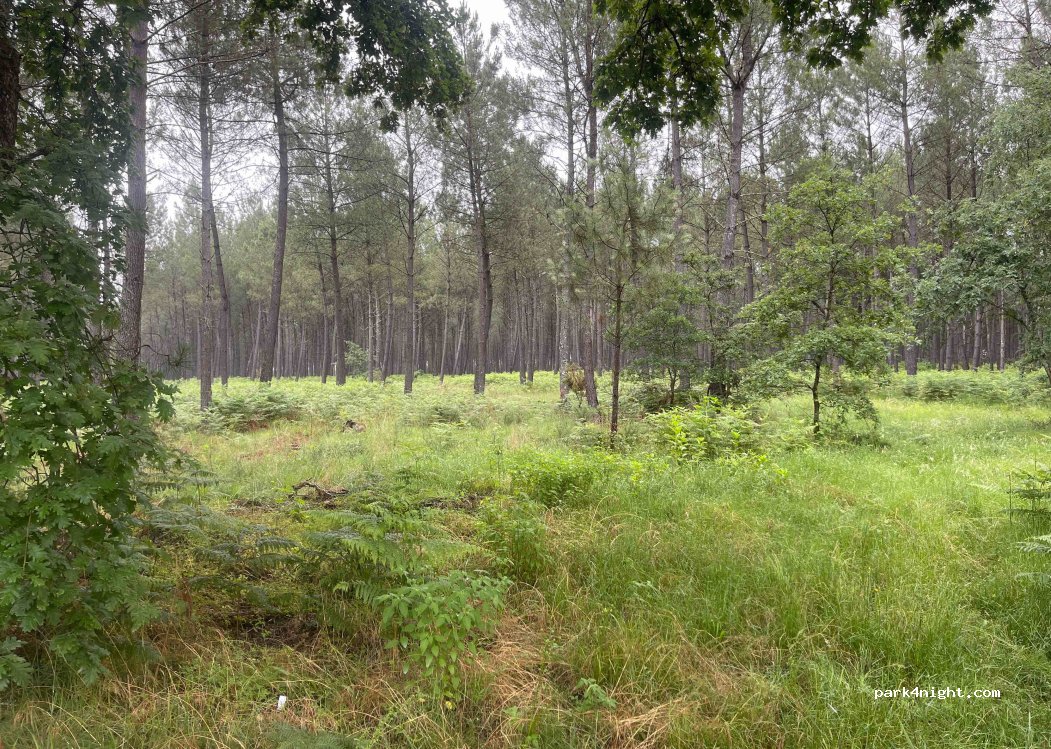 (40090) Geloux - Chemin du Barrat — foto 2