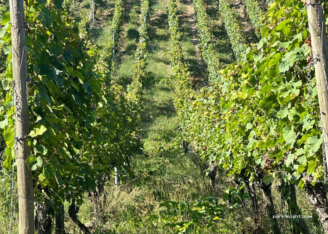(55452) Dorsheim - Unnamed Road — foto 2