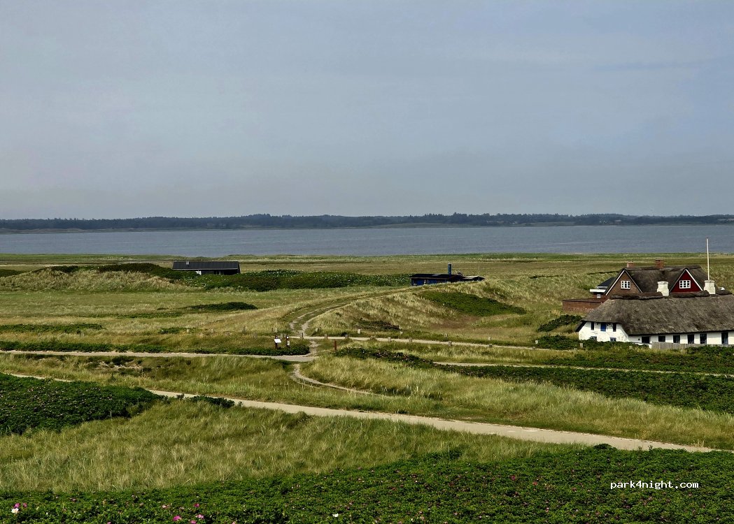 (7770) Vestervig - 2 Klitgryden — foto 2