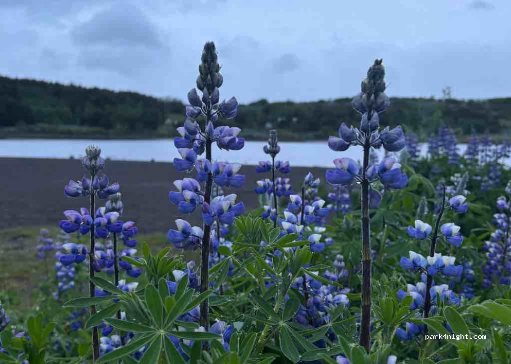 (221) Hafnarfjörður - Hvaleyrarvatnsvegur — foto 3
