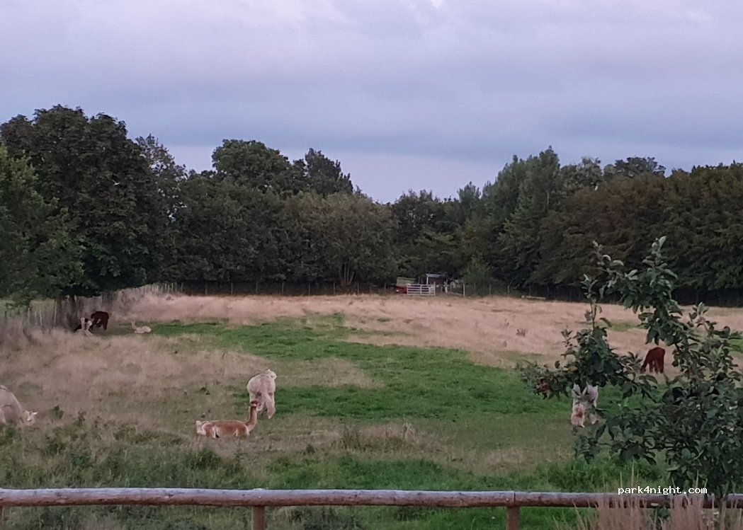 Alpaka Hof Wiedwisch — foto 4