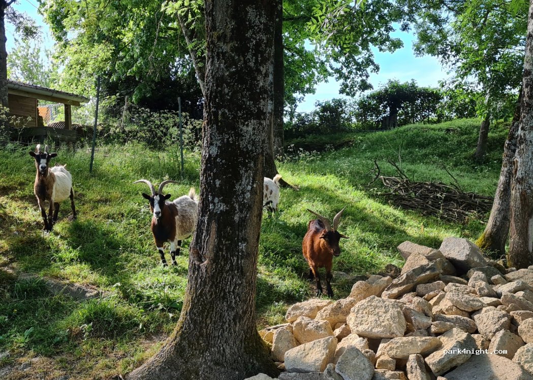 Les crins au bord du lac — foto 2