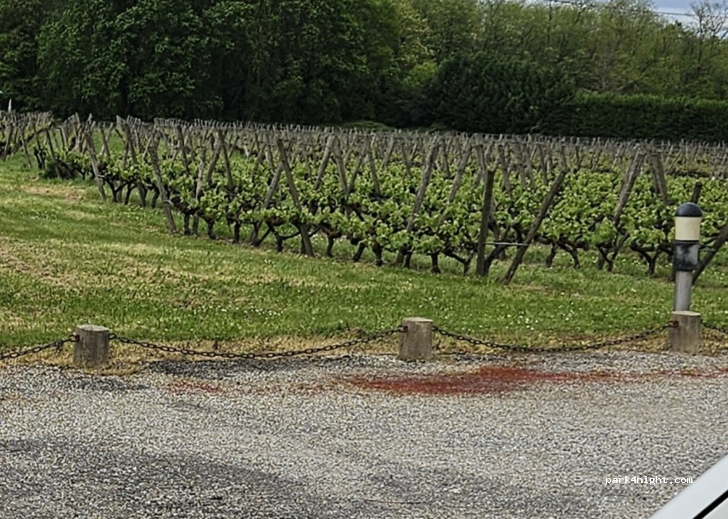 Château Bertinerie — foto 4