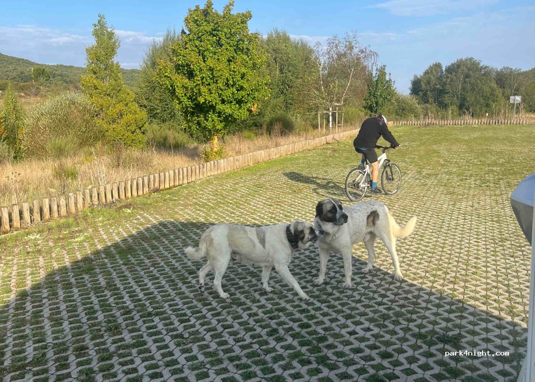 (09199) Pineda de la Sierra - BU-820 — foto 4