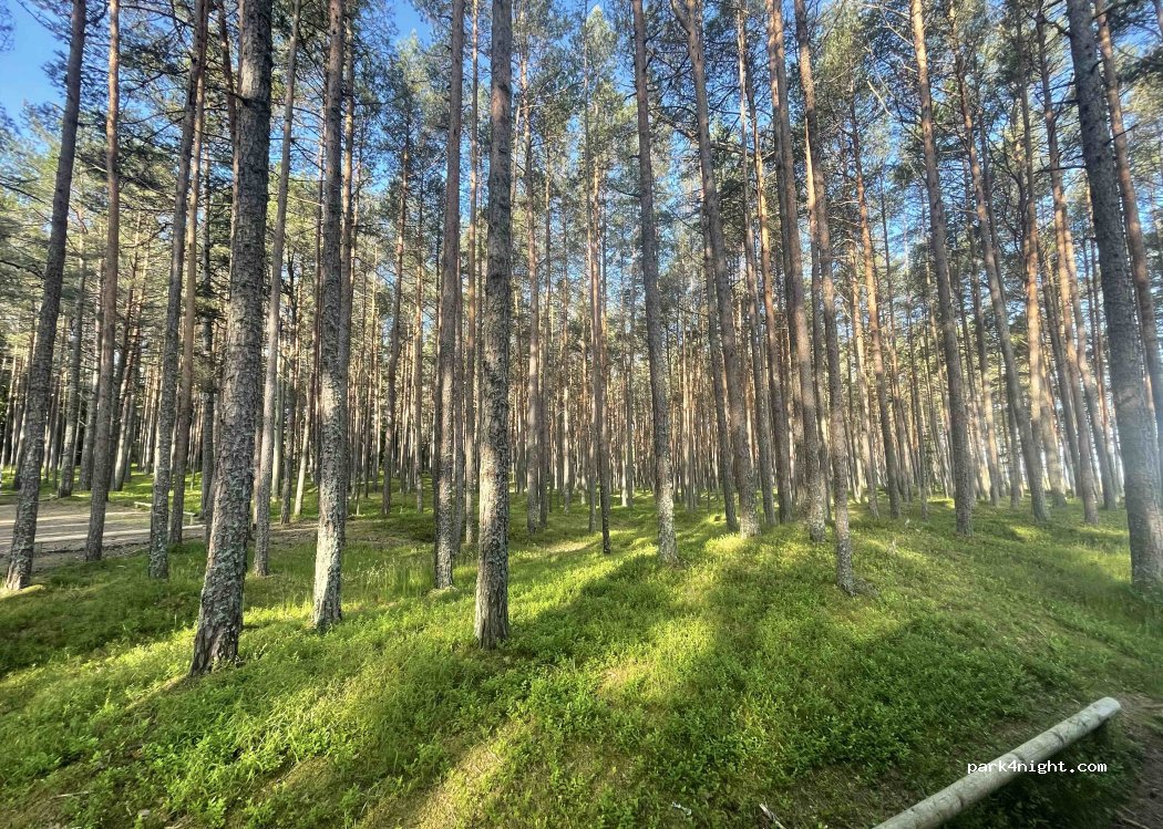 (45429) Mustoja - Unnamed Road — foto 4