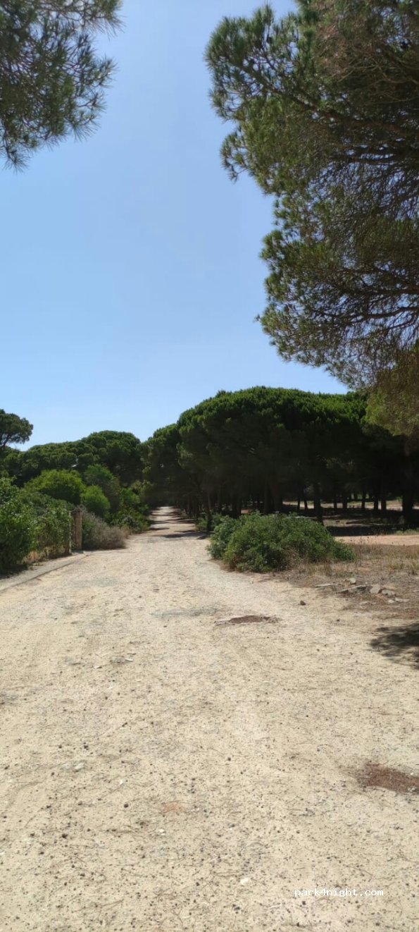(11139) Chiclana de la Frontera - 4 Camino del Cocotero — foto