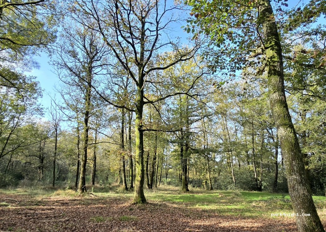 (85240) Puy-de-Serre - 4 Chemin du Bois du Roc — foto 4