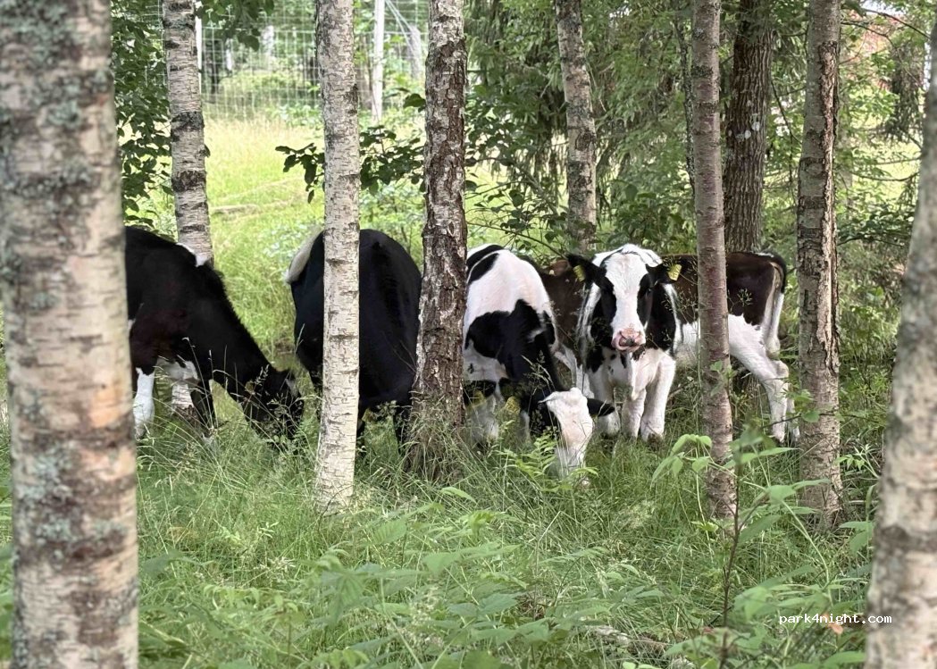Hagens Camping Vrigstad — foto 5