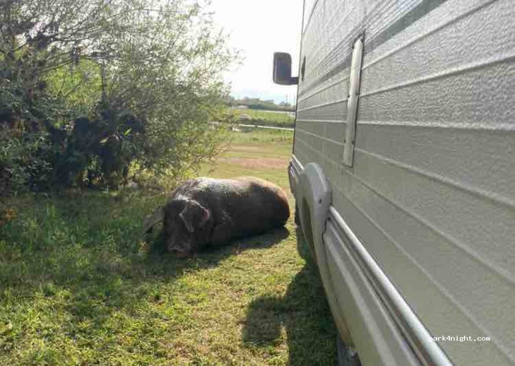 (4306) Bajzë - — foto 3