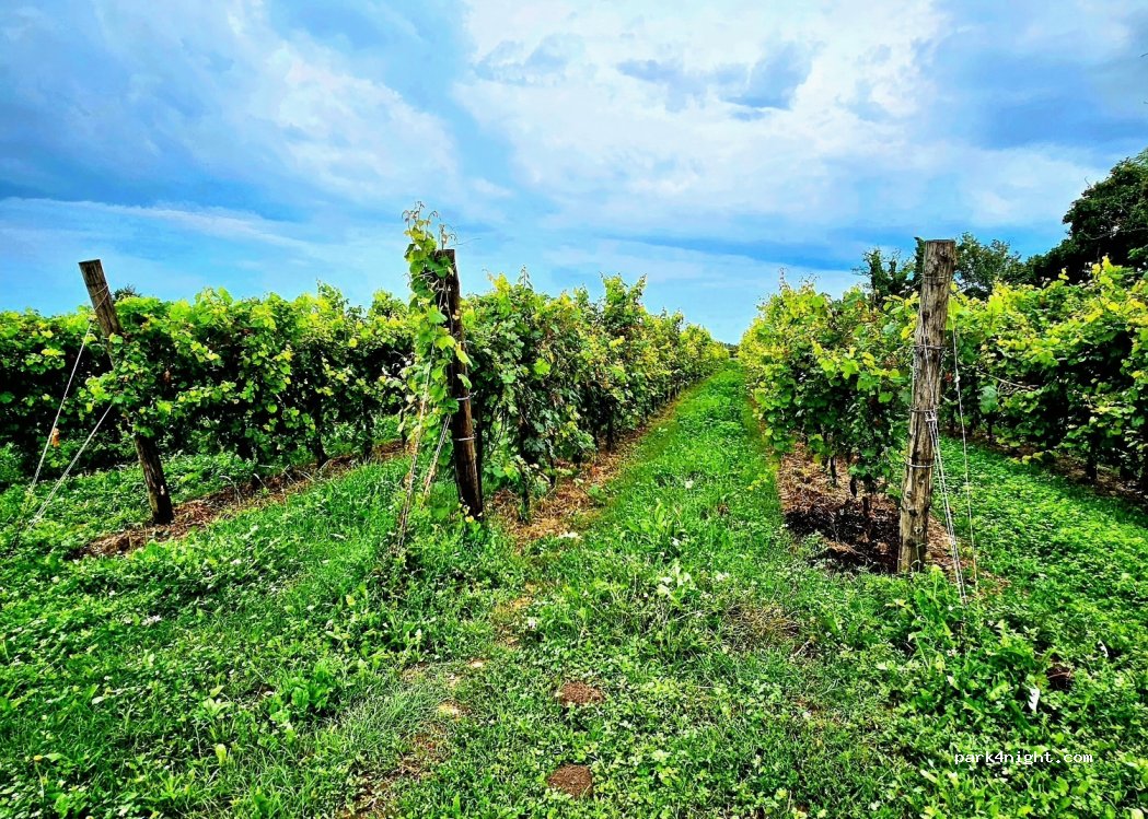 Sfriso Winery — foto 5