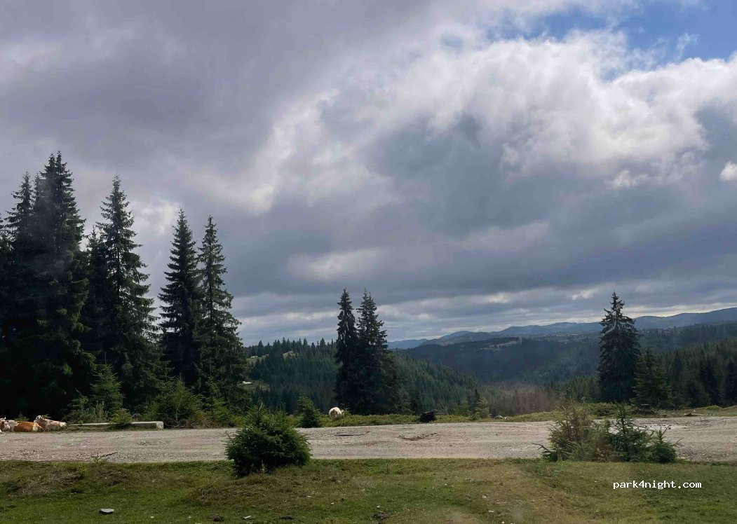 (407390) Mărișel - — foto