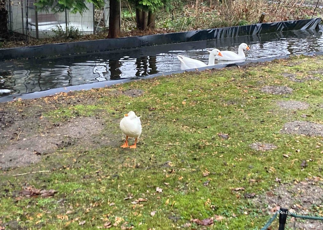 (45889) Gelsenkirchen - 90 Erdbrüggenstraße — foto 2