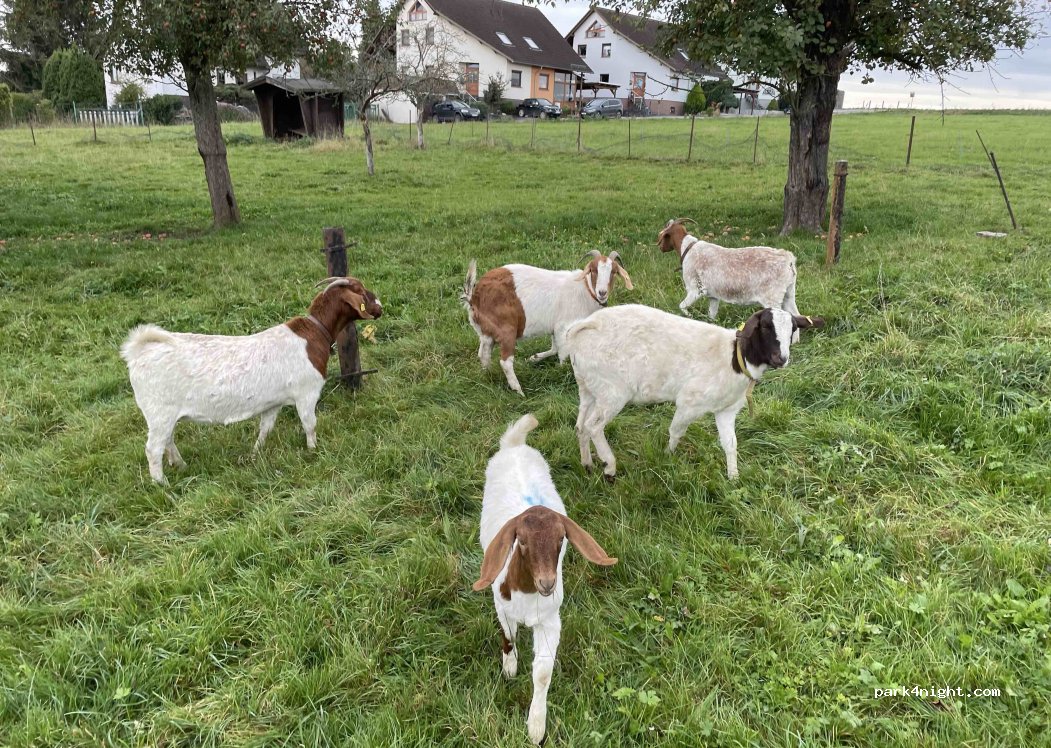 (08373) Remse - Forststraße 59 — foto 3