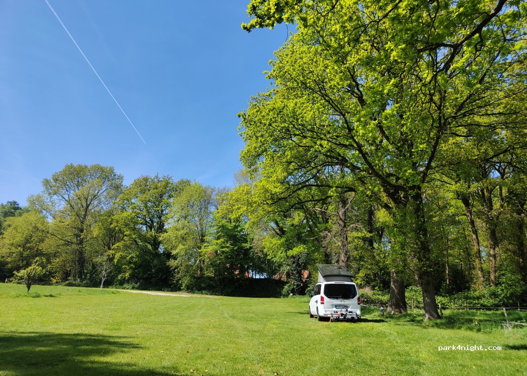 Kleine Weide unter Bäumen — foto