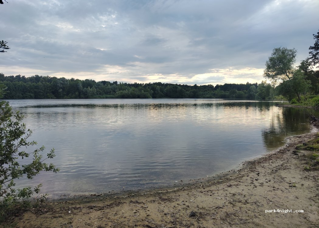 Kleine Weide unter Bäumen — foto 5