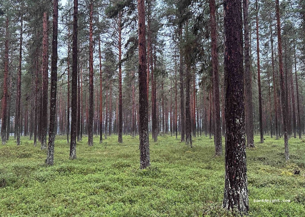 (960 30) Vuollerim - 4 Skogsstigen — foto 2