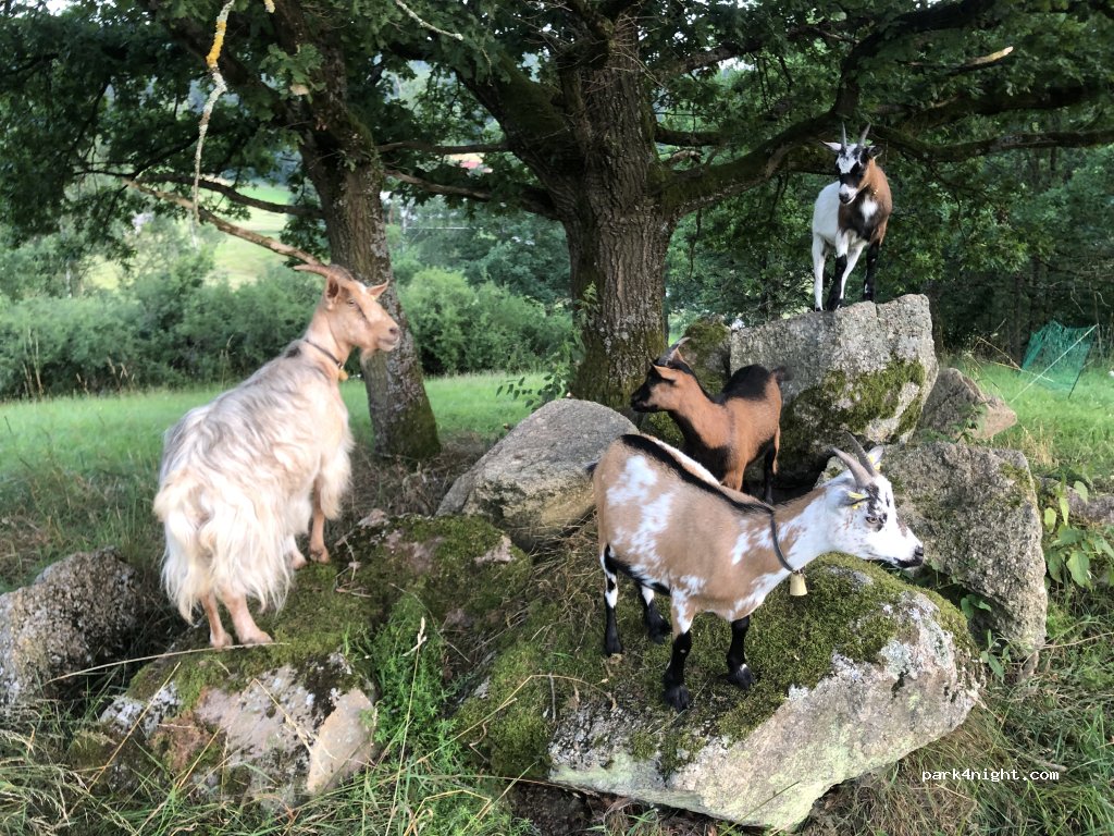 Biohof / Organic Farm, Camping — foto 5