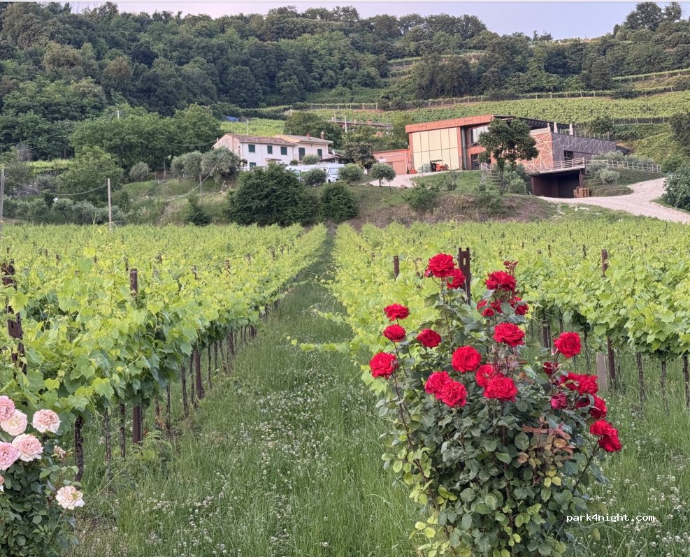 Tenuta Maule (Artisanal Quality Wine Production) — foto 3