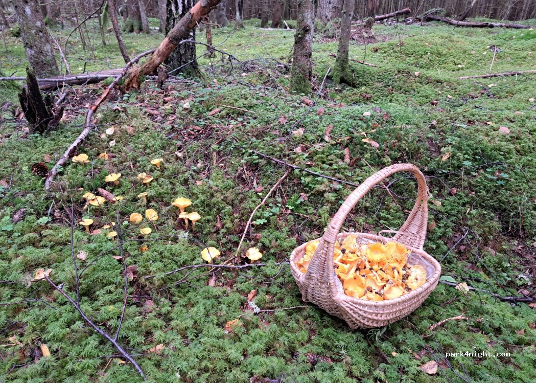 (672 95) Gyltenäs - — foto 2