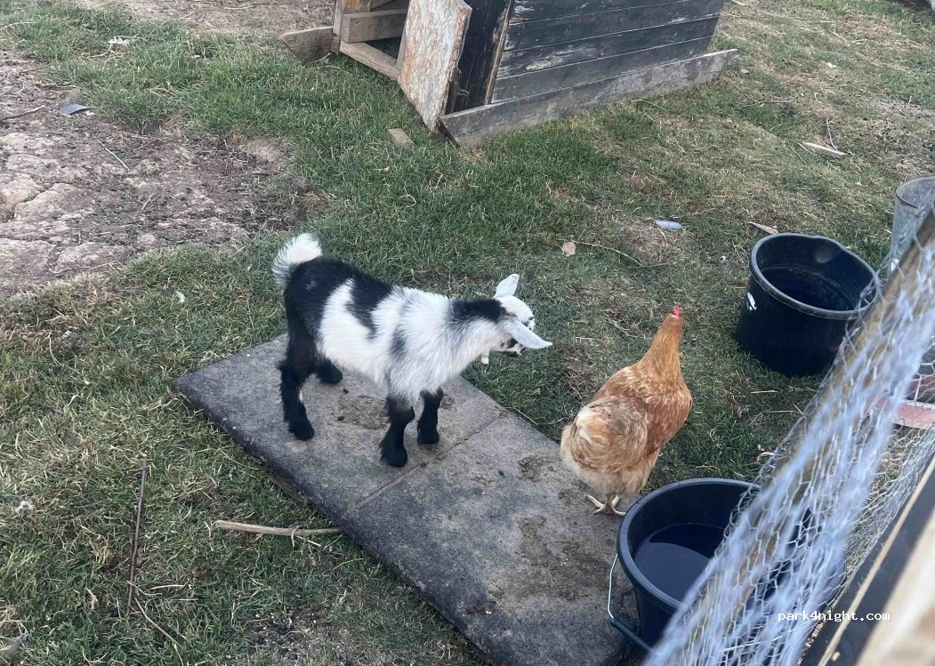 Brook Farm Glamping — foto 2