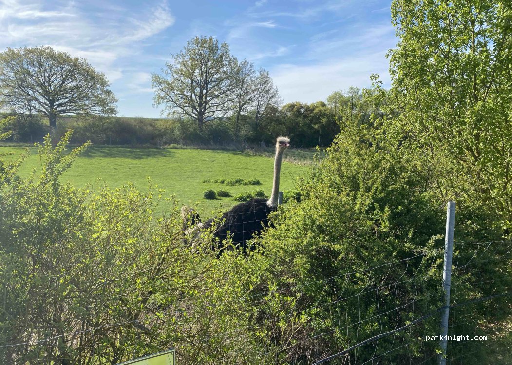 Straussenfarm & Lebenshof Erlbacher - Harald Erlbacher — foto 4
