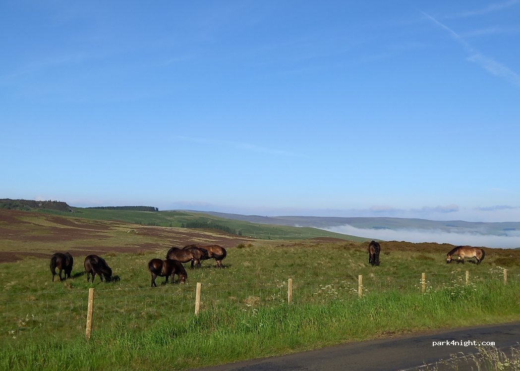 (NE19) Elsdon - — foto