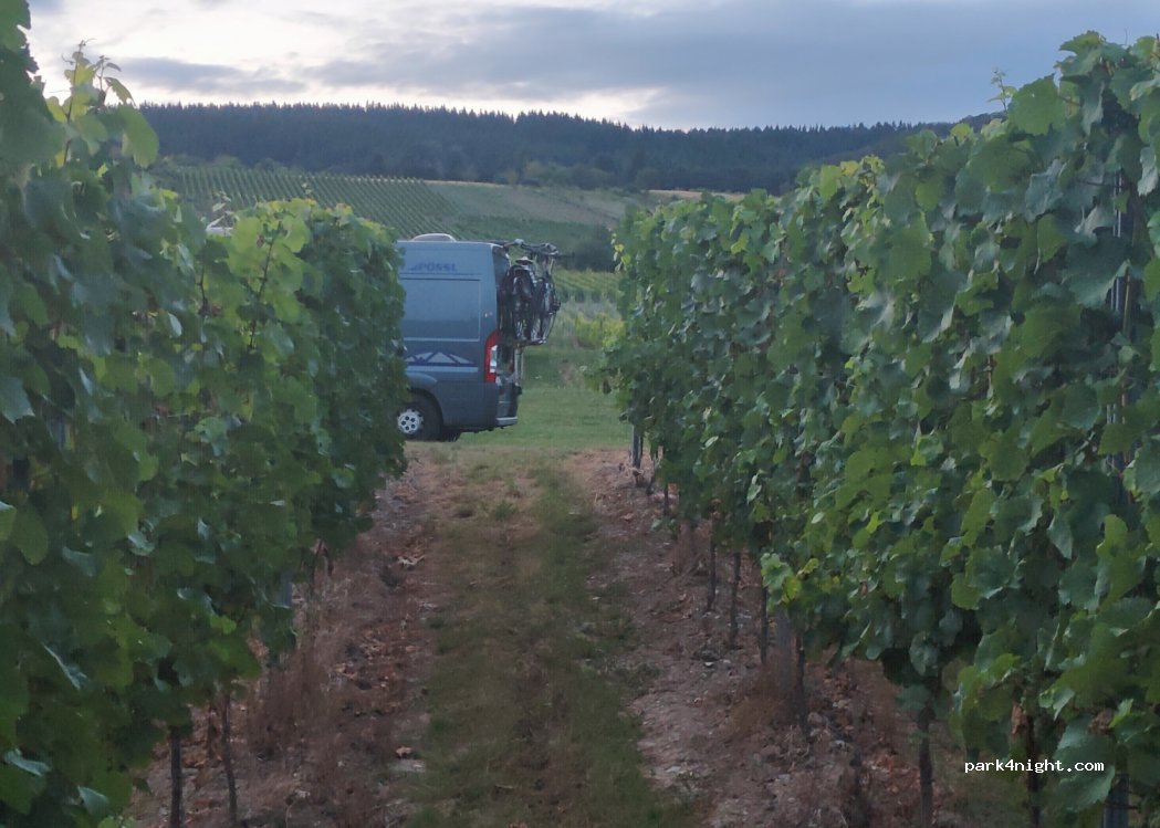 Ferienweingut Wolfgang Adamy — foto 3