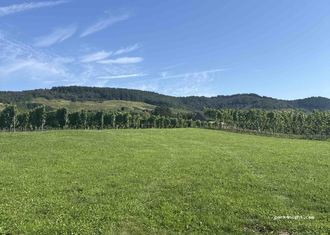 Ferienweingut Wolfgang Adamy — foto 4