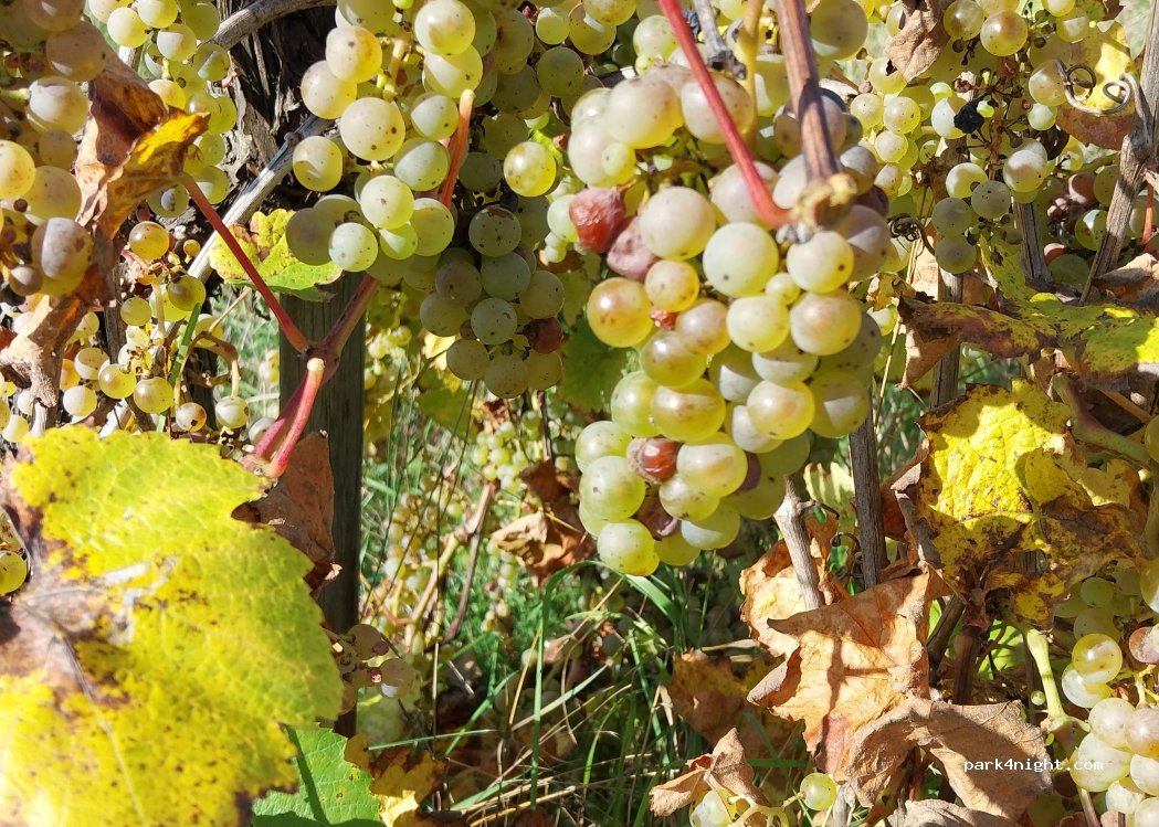 Ferienweingut Wolfgang Adamy — foto 5