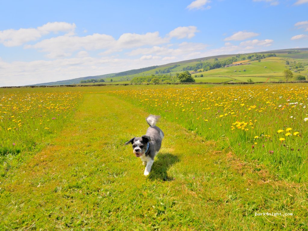 Longnor Wood Holiday Park — foto 2