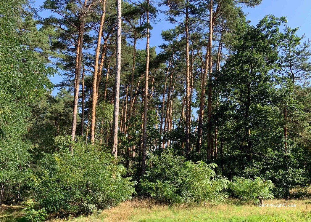 (04916) Schönewalde - L72 — foto