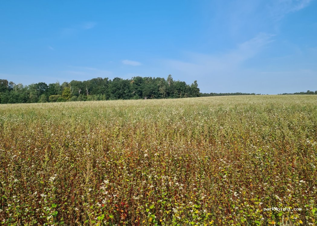 (06869) Coswig (Anhalt) - Unnamed Road — foto 2