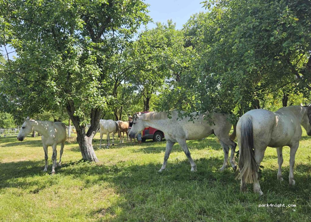 Nagy Homoródmenti TÁLTOS Lovasudvar — foto 4