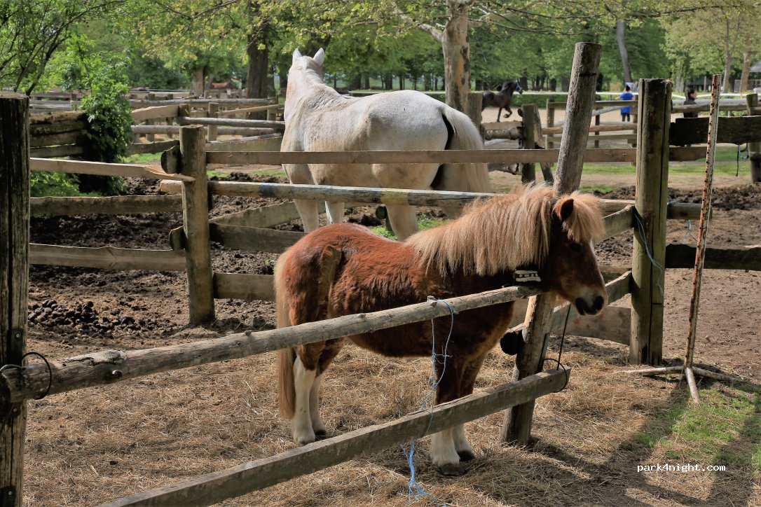 (9000) Rakičan - 30 Lendavska ulica — foto 2