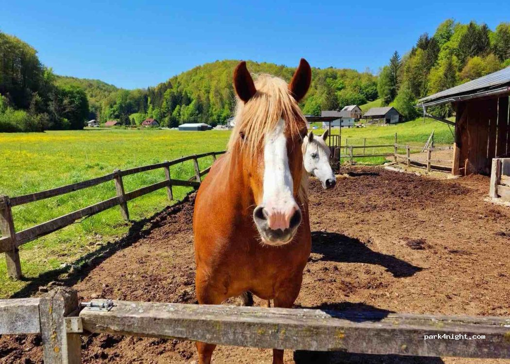 Ferme touristique Žurej — foto 3