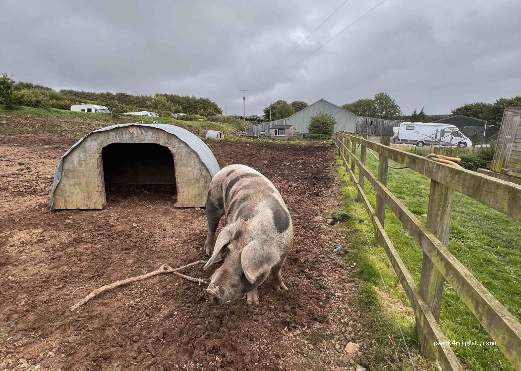 Westland Farm Glamping & Camping — foto 3
