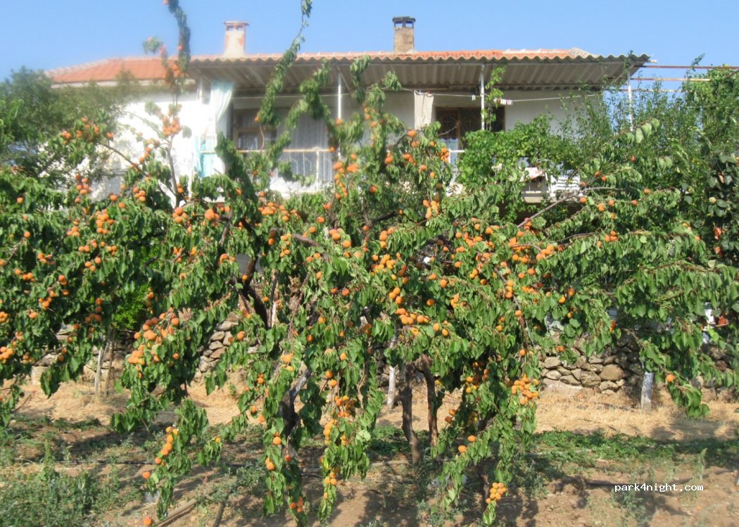 (45720) Kırkağaç/Manisa - — foto 2