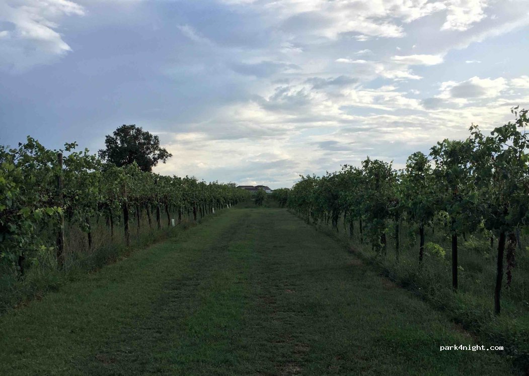 Azienda Agricola Giovanni Pacchioni — foto 5