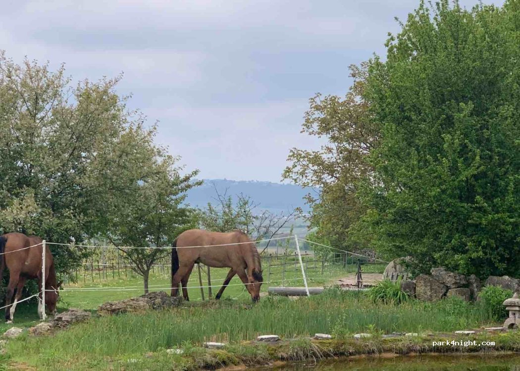 (67281) Kirchheim an der Weinstraße - Blockhaus 2 — foto 3