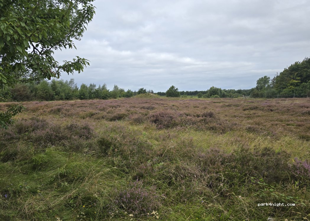 (25813) Husum - 12 Hattstedterweg — foto 4