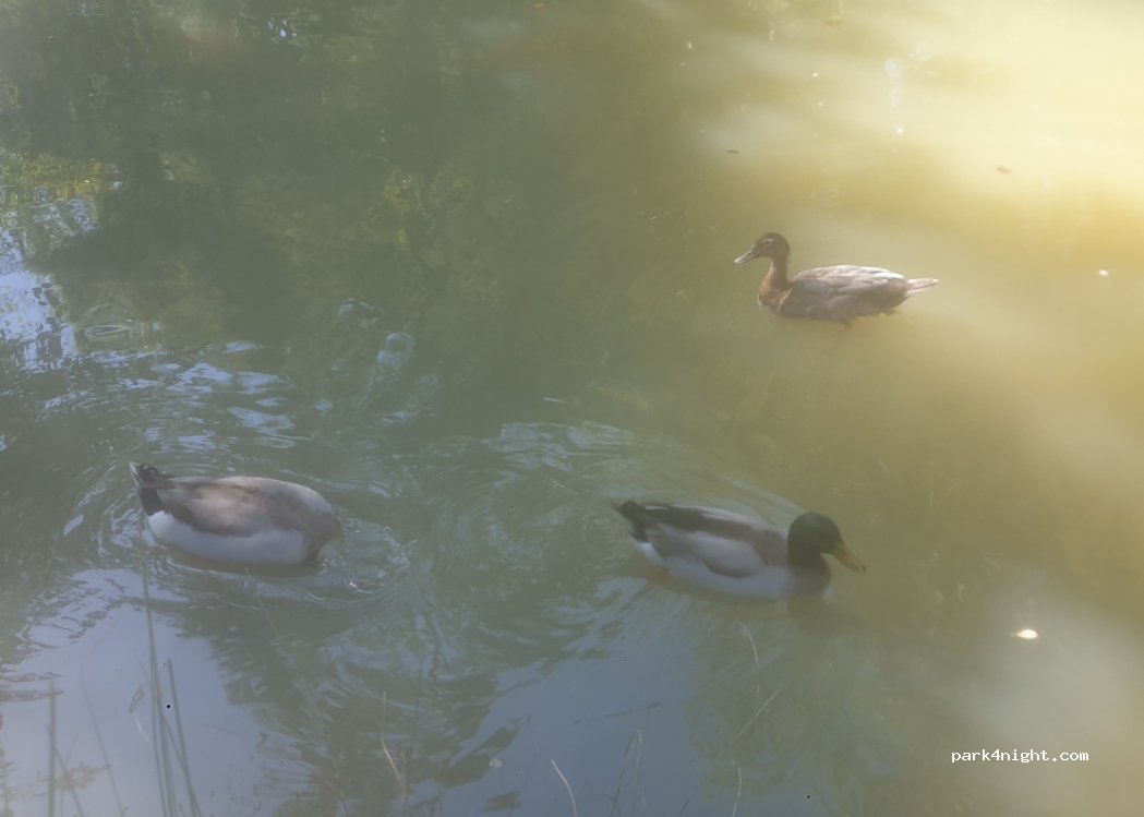 (32300) Mirande - 2 Allee des Fontaines — foto 4