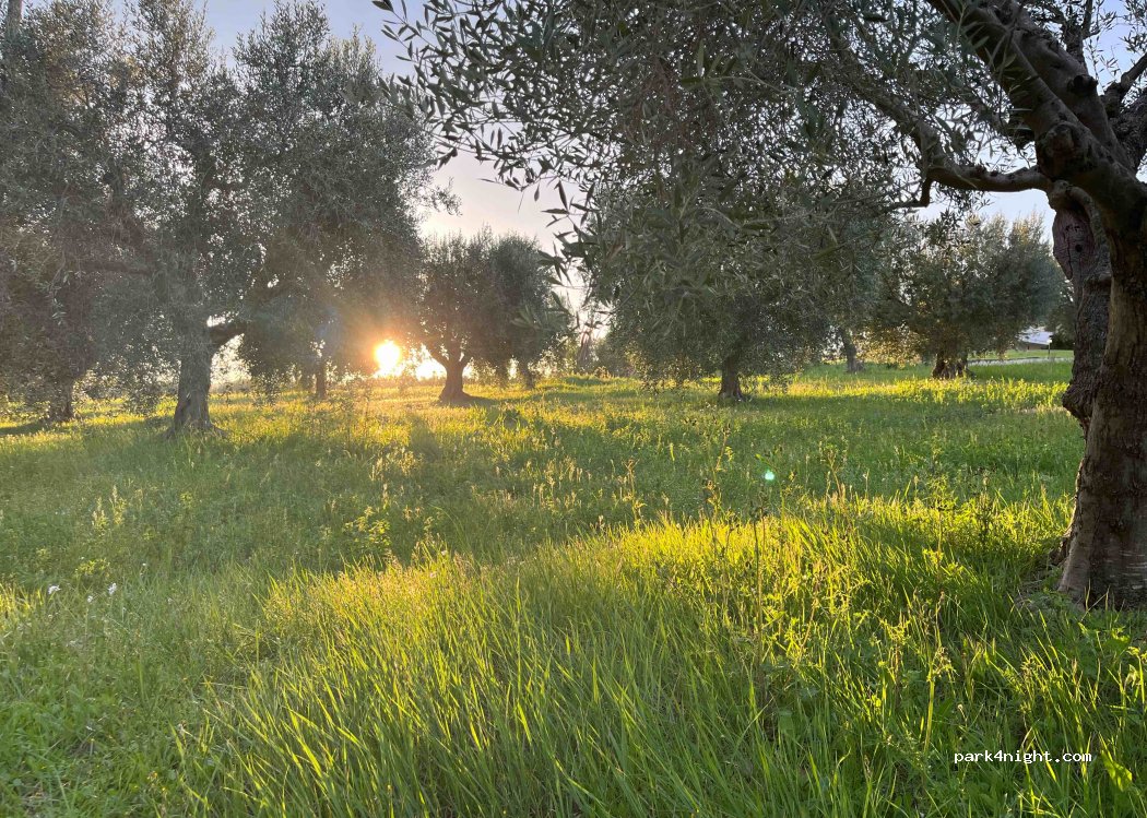 Azienda Agricola Colle San Massimo — foto 2