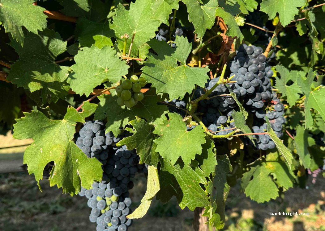 Zinzani winery — foto 4