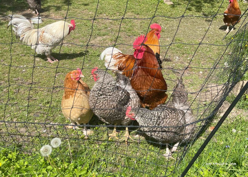 (84076) Pfeffenhausen - 1 Indorf — foto 4