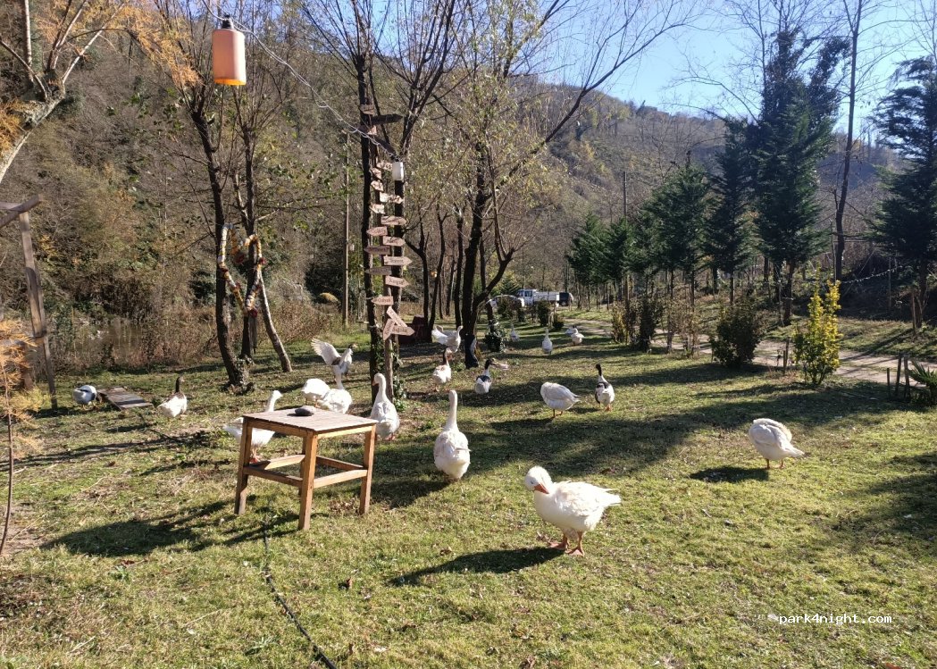 Uzunırmak camping — foto 4