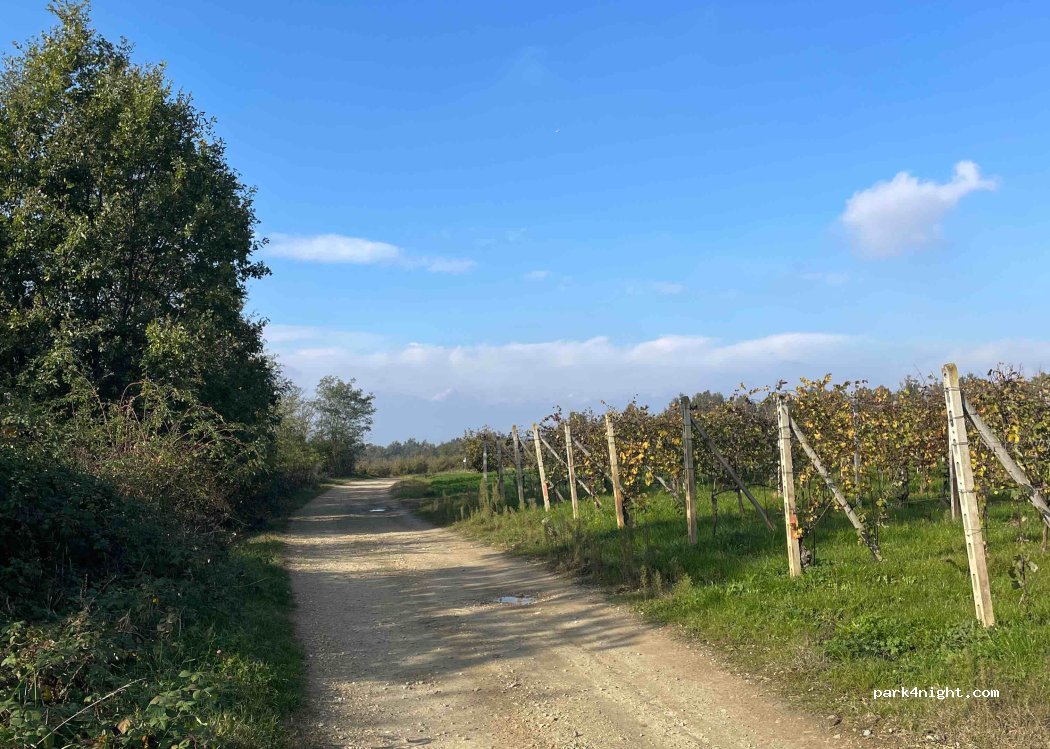 (12046) Boschi - — foto
