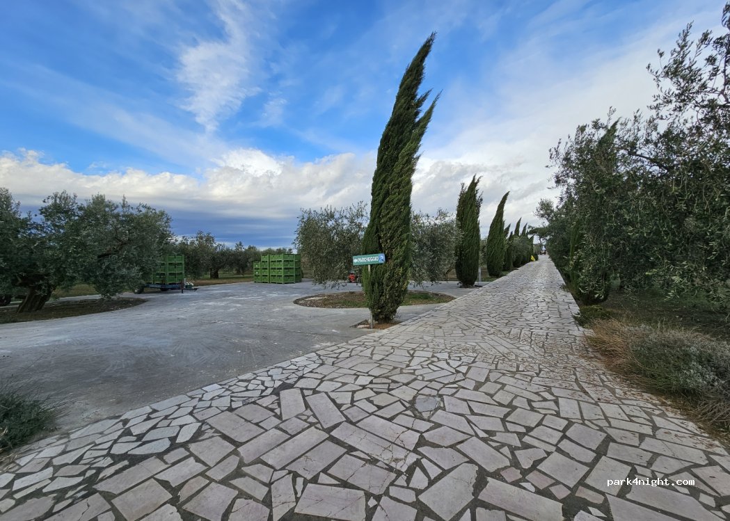 Olio Extravergine di Oliva Biologico — foto