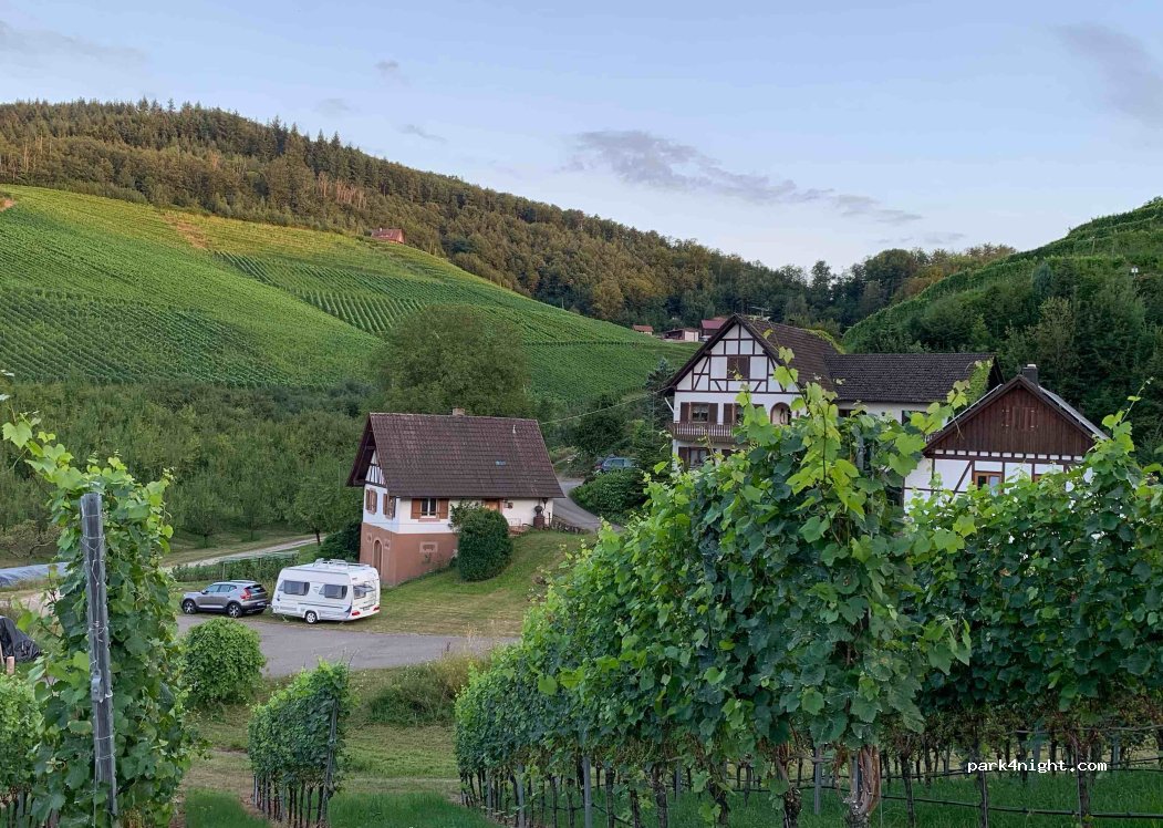 Benz Edle Früchtchen — foto 4