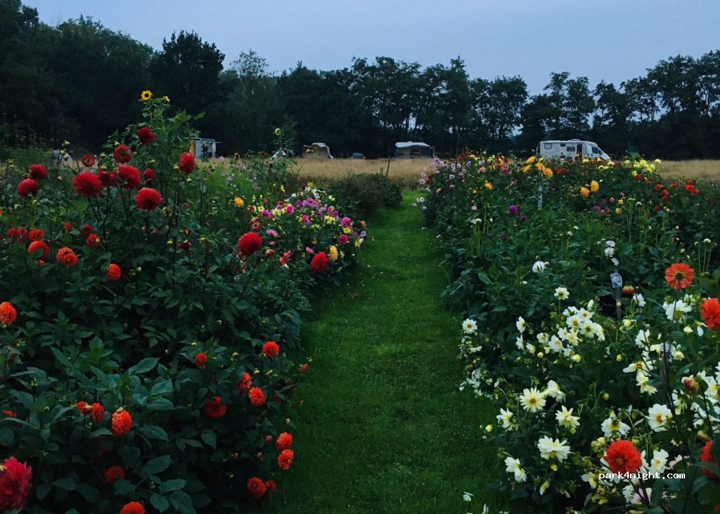 Bloemenparadyske Kollum — foto
